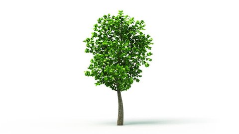 Growing tree on white background, isolated object. Convenient for multimedia use. Symbol of growth, ecology, environmental care, prospects, family, evolution. HD. Alpha mask included