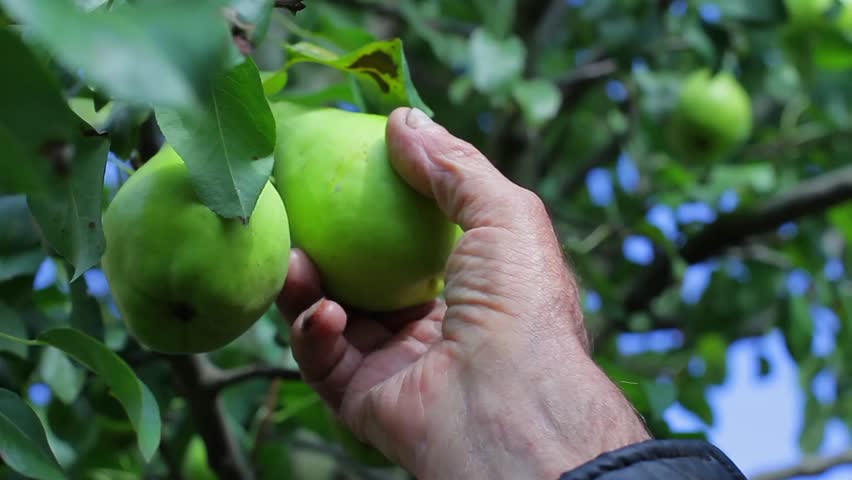 Old Grandfather Pluck a Pear Stock Footage Video (100% Royalty-free