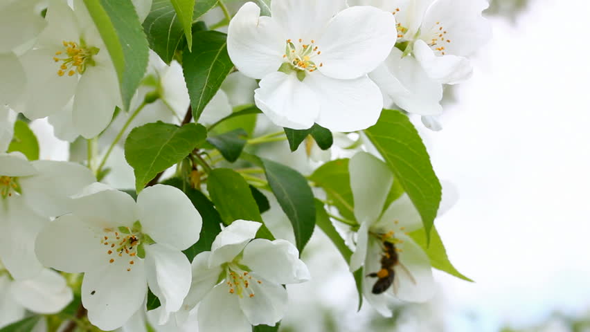 bee pollination and apple tree flowers