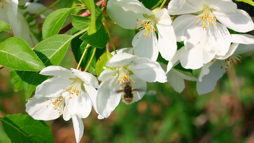 bee pollination and apple tree flowers
