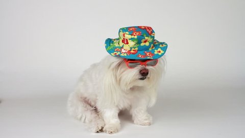 Dog wears floppy flowered hat and sunglasses, watches passerby's, white background, dog concept. 1080p