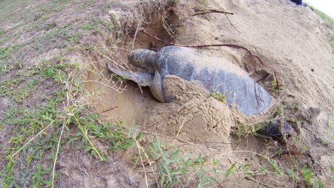Green Turtle digging a hole on a beach.