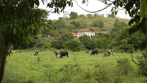 Cattle on the brazilian pasture
