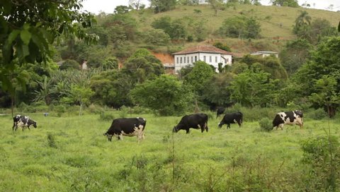 Cattle on the brazilian pasture