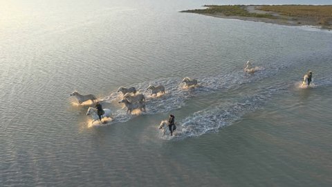 Aerial France Camargue sunrise horses animal wild cowboy sea freedom outdoor business marshland stallion tourism travel