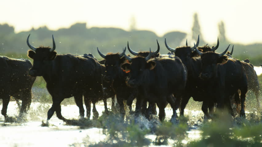 Camargue bull animal wildlife black cow livestock energy outdoor running marshland water France Mediterranean freedom travel RED DRAGON Royalty-Free Stock Footage #12292652