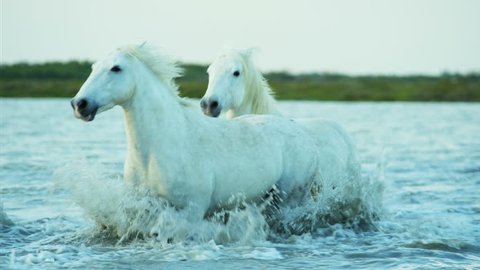 Camargue, France cowboy livestock coastline outdoors marshland freedom animal horses wild white water running Stallion Gelding RED DRAGON