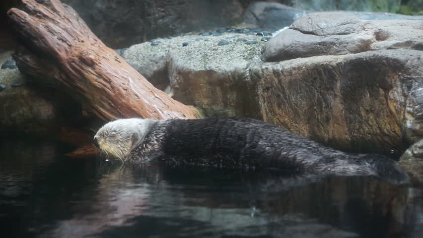 Sea Otters (Enhydra lutis) Marine Mammal family resting and look at the camera