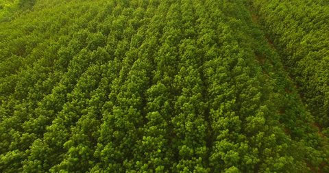 Aerial fly over of rubber plantation in Thailand