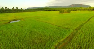 Aerial fly over of rice fields in Thailand