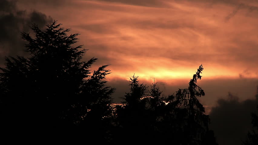red gold dreaming sunset behind the trees