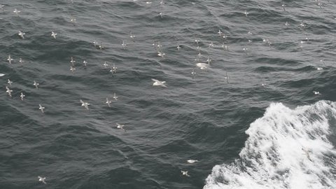 A flock of Northern fulmars, Fulmarus glacialis, flying over water
