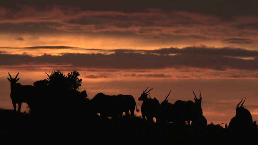 Herd of Eland silhouetted against morning sunrise