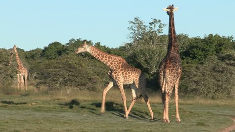 Male giraffe chases female in pre-mating ritual