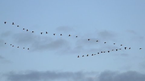 Flock of Graceful Canadian Geese Flying in Slow Motion.
