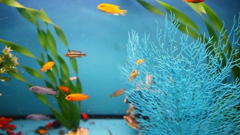 Blue Aquarium Background Calm Fish Stock Footage Video 100 Royalty Free 12138368 Shutterstock