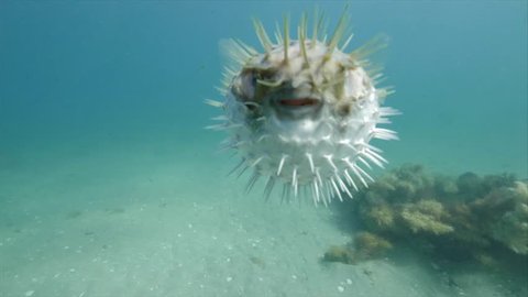 Pufferfish puffed up. A blowfish or globefish or porcupine fish. It shares these names.