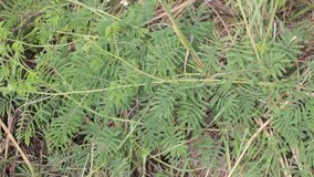 Sensitive plant, Sleeping grass or  Shameplant (Mimosa pudica L.) - MIMOSOIDEAE or MIMOSACEAE