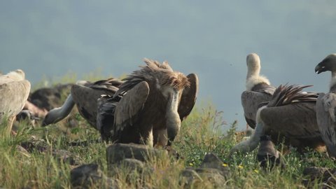 Birds Griffon and Egyptian Vultures eating carcass in the foggy morning on the mountain rocks.