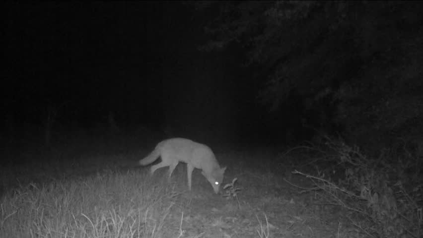 Coyote Hunting, Sniffing Ground to Stock Footage Video (100% Royalty ...