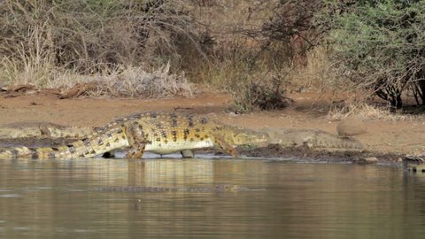 Large nile crocodile walks out of water and lies down to sunbath - Kruger National Park