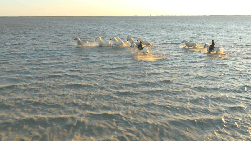 Aerial cowboy sunrise Camargue France animal grey horse freedom rider wetland livestock coastline Mediterranean sea tourism