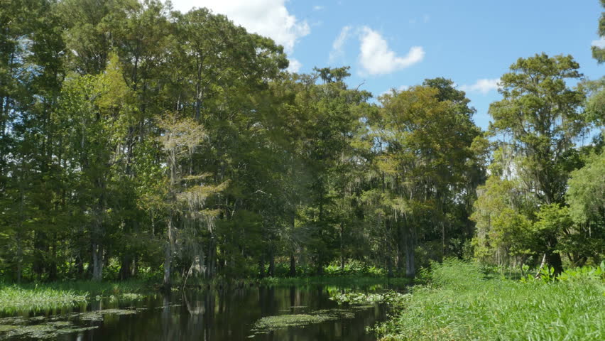 Airboat Ride in Wetland with Marsh Grass and Blue Skies