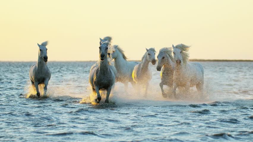 Cowboy Camargue France rider animal horse sunrise white livestock nature France running Mediterranean water outdoors wetland freedom RED DRAGON Royalty-Free Stock Footage #12327677