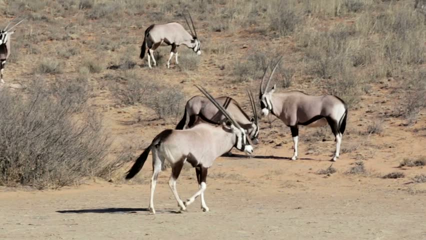 Fight Between Two Male Gemsbok Stock Footage Video 100 Royalty Free 12330545 Shutterstock