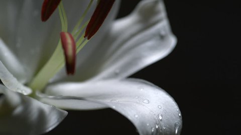 Water drop on lily. Shot with high speed camera, phantom flex 4K. Slow Motion. Unedited