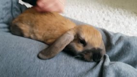 Cute Brown Bunny. Woman Holding And Petting A Brown Rabbit