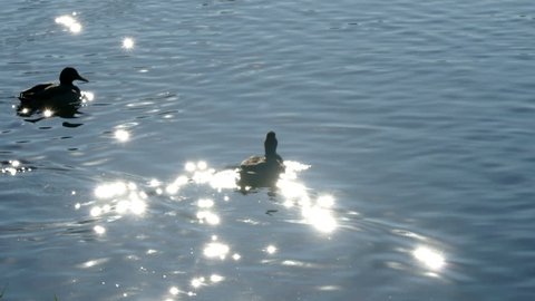 Ducks on the background of the sun sparkling water