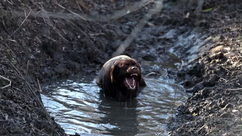 Chocolate Labrador retriever in the water 
