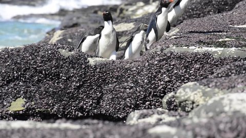 Rockhopper penguins coming from the ocean Falkland Island