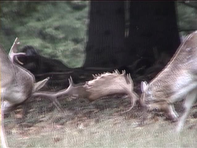 Two male deer in combat during rutting season