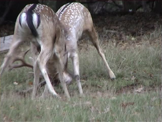 Two male deer in combat during rutting season