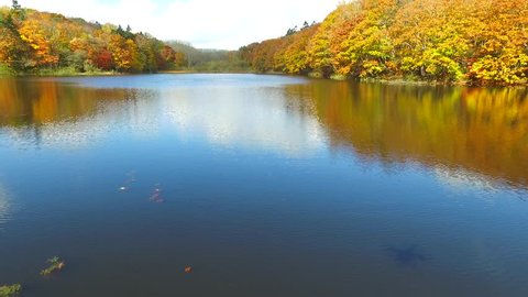 Aerial: Taking surrounded by fall foliage pond in the low-altitude flight of multirotor _3
/ October 21, 2015 to the shooting in Japan of Forest Park /
Waterfowl to play with close water surface
