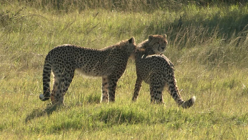 Two affectionate cheetah in the wild