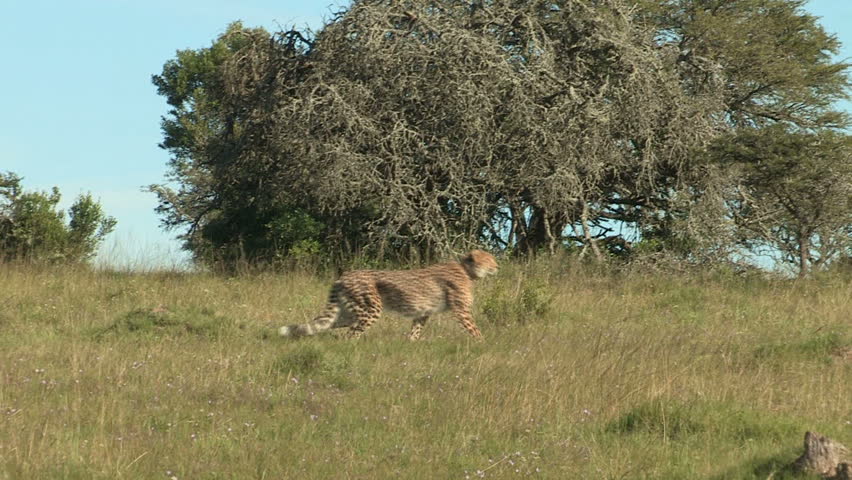 Female cheetah hunting