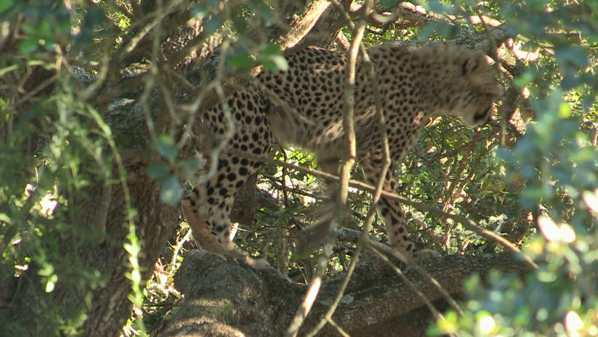 Cheetah playfully chews stick in tree