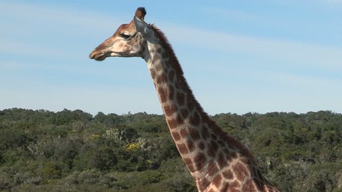 Watch cud ball travel down and up giraffe's neck