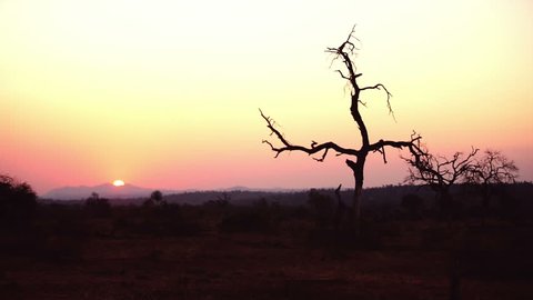 Golden sunset behind bush in an African bush safari scene