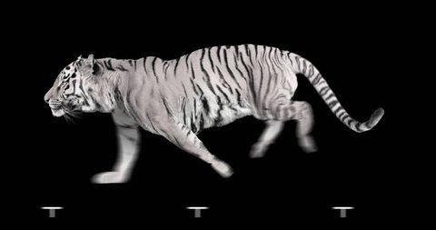 White tiger runs. Isolated and cyclic animation.