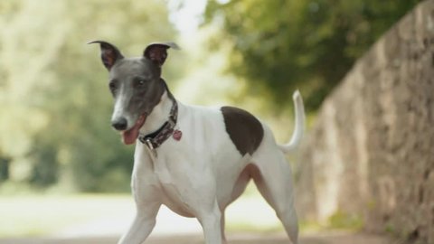 Close Up of Noble Looking Whippet Dog - Super Slow Motion 2