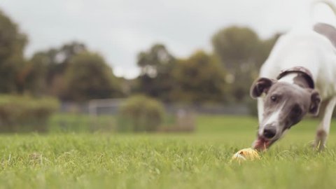 Young Whippet Dog Fetches Tennis Ball - Close Up, Super Slow Motion