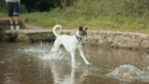 Whippet Dog Jump Into Water & Catch Ball - Super Slow Motion 2