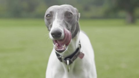 Young Whippet Dog Licking Lips - Close Up - Super Slow Motion