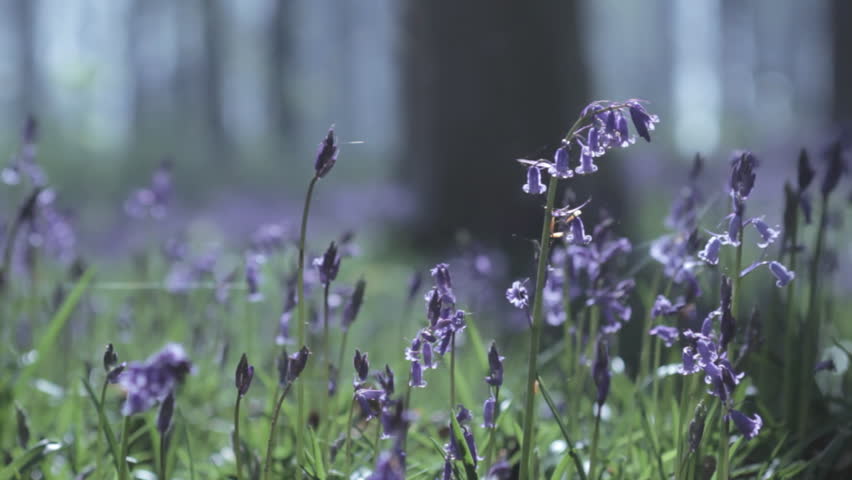 Tracking shot of bluebells growing on floor of ancient forest, England, UK