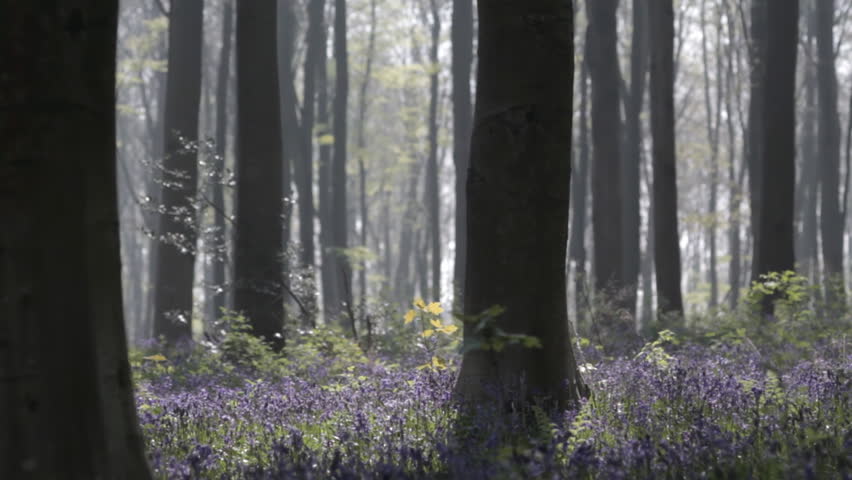 Tracking shot of woodland with bluebells in early morning sunlight, some