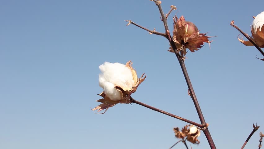 human hand harvests cotton from bush, Uzbekistan